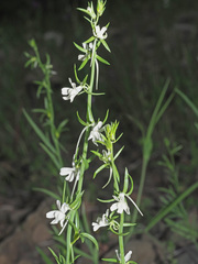 Linaria chalepensis