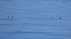 Synthliboramphus scrippsi