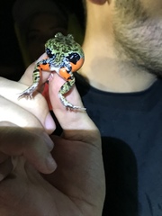 Pleurodema brachyops