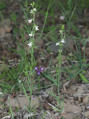 Linaria chalepensis