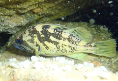 Sebastes chrysomelas