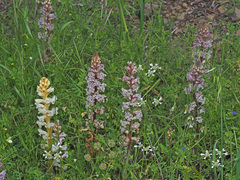 Orobanche crenata