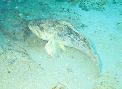 Sebastes rastrelliger