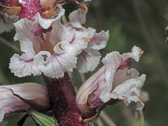 Orobanche crenata