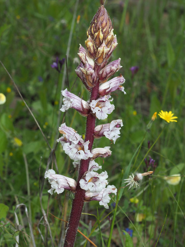 Bean Broomrape