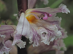 Orobanche crenata