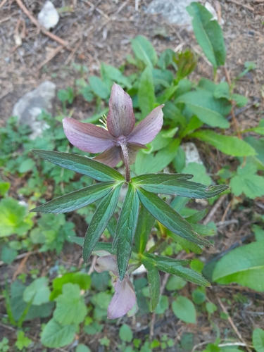 Image of Helleborus purpurascens by (c) Edi Sz., some rights reserved (CC BY)