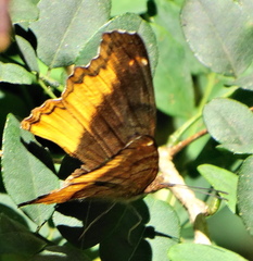 Eurytela dryope angulata