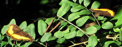 Eurytela dryope angulata