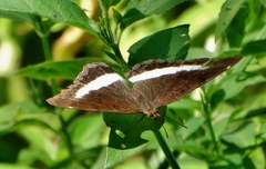 Eurytela hiarbas angustata