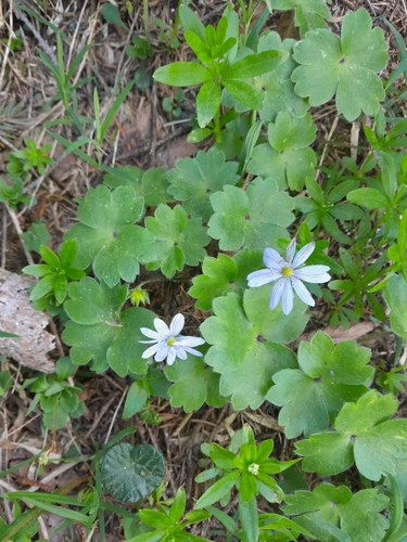 Hepatica transsilvanica, photograph 6