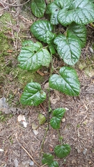 Rubus nivalis