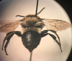Melecta