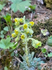 Saxifraga luteoviridis, photograph Edi Sz., CC BY, iNaturalist via GBIF