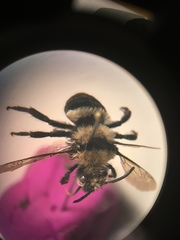Melecta
