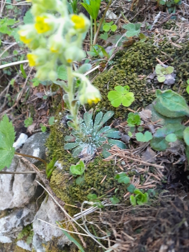 Saxifraga luteoviridis, photograph 2