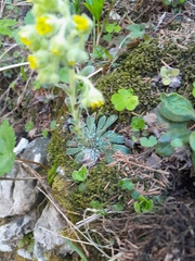 Saxifraga luteoviridis, photograph Edi Sz., CC BY, iNaturalist via GBIF