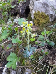 Saxifraga luteoviridis, photograph Edi Sz., CC BY, iNaturalist via GBIF