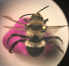 Melecta