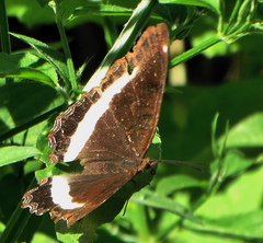 Eurytela hiarbas angustata