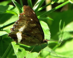 Eurytela hiarbas angustata