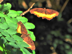 Eurytela dryope angulata