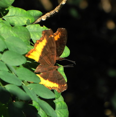 Eurytela dryope angulata