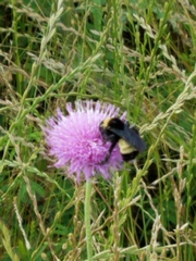 Bombus pensylvanicus