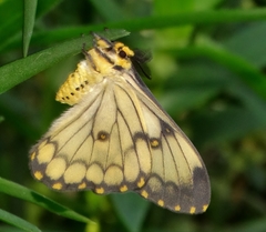 Pseudaphelia apollinaris