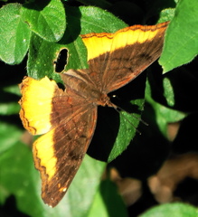 Eurytela dryope angulata