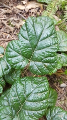 Rubus nivalis