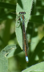 Ischnura damula