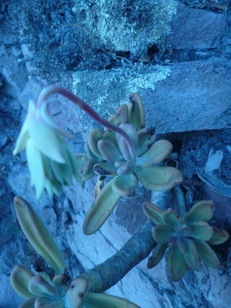 Imagem de Pachyphytum