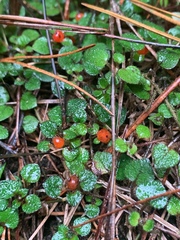 Nertera dichondrifolia