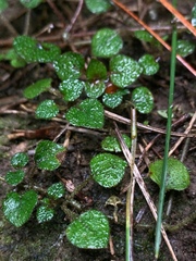 Nertera dichondrifolia