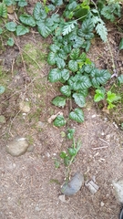 Rubus nivalis