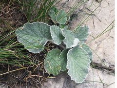 Hermas lanata