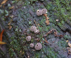 Lycoperdon subincarnatum