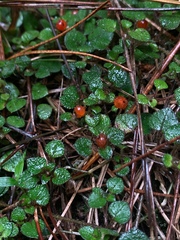 Nertera dichondrifolia