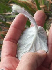 Hermas lanata