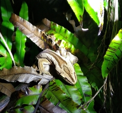Toropuku inexpectatus