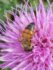Apis mellifera