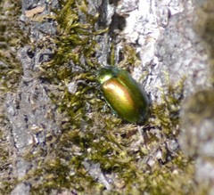 Chrysolinina