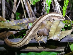 Toropuku inexpectatus