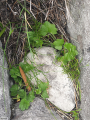 Centella macrodus