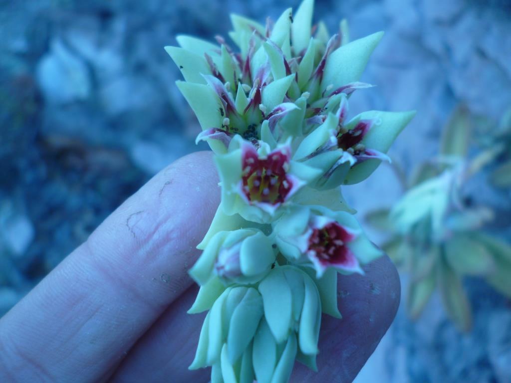 Imagem de Pachyphytum