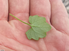 Centella macrodus