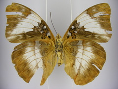 Cymothoe reinholdi vitalis