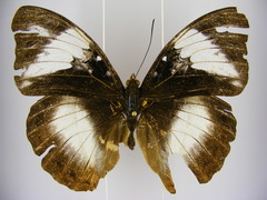 Cymothoe reinholdi vitalis