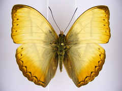 Cymothoe reinholdi vitalis